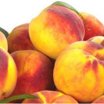 中桃金魁黄桃树苗，可以视频看货，支持线上保障交易