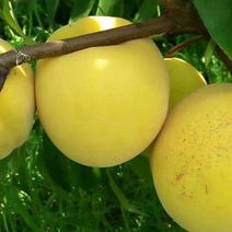 皇金冠黄桃树苗，可以视频看货，支持线上保障交易