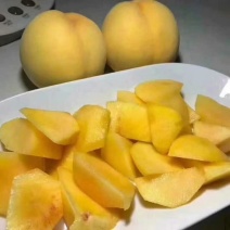 大果早黄美脆，早熟黄桃果树新品种