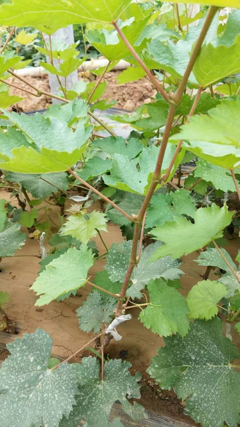甜蜜蓝宝石葡萄苗盆栽地栽当年结果可签合同包技术指导