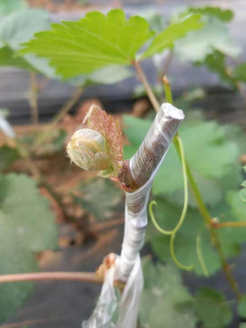 甜蜜蓝宝石葡萄苗盆栽地栽当年结果可签合同包技术指导