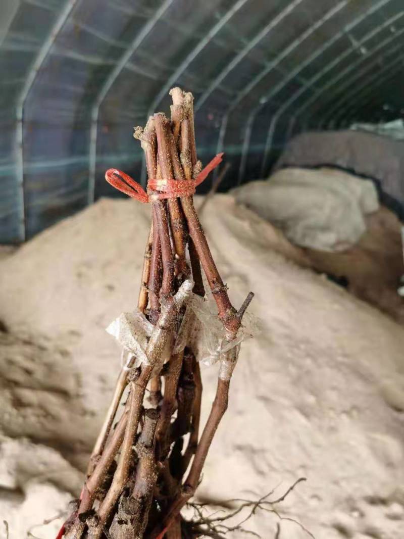 甜蜜蓝宝石葡萄苗盆栽地栽当年结果可签合同包技术指导