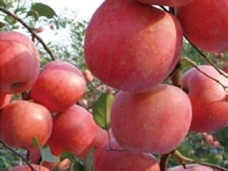 国庆红苹果树苗，可以视频看货，支持线上保障交易