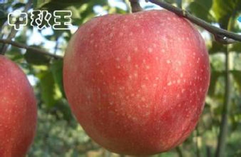 中秋王苹果树苗，可以视频看货，支持线上保障交易