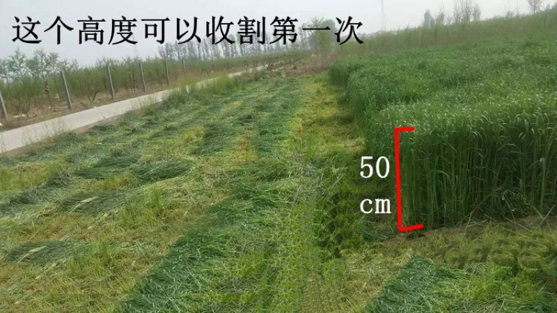 冬牧70黑麦草种子南北方种高产耐寒牧草种子喂养家禽牛羊马