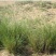 芨芨草种子芨芨草优质牧草种子水草绿化种子耐旱防风固沙