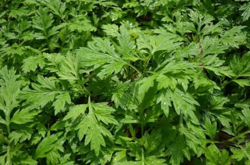 艾草种子多年生野生香草种子，批发零售，量大优惠