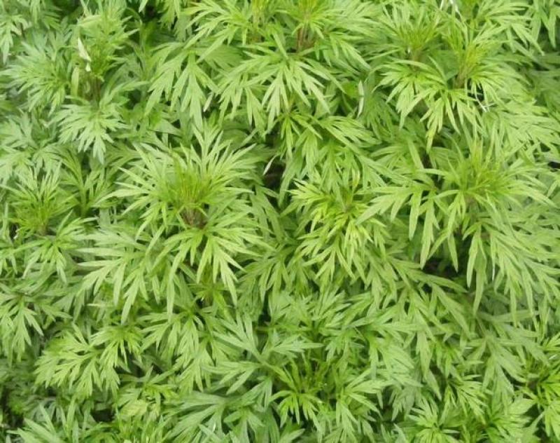 艾草种子多年生野生香草种子，批发零售，量大优惠