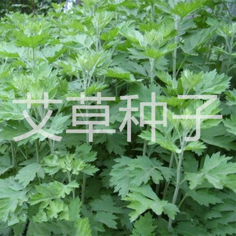 艾草种子多年生野生香草种子，批发零售，量大优惠