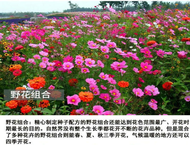 野花组合花卉种子多种花卉种子组合开花早花期长颜色艳丽