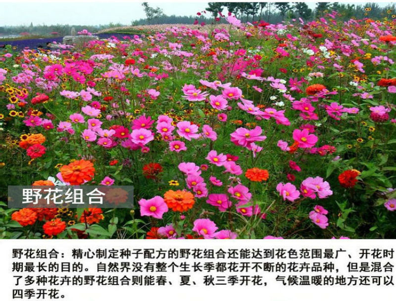 野花组合花卉种子多种花卉种子组合开花早花期长颜色艳丽