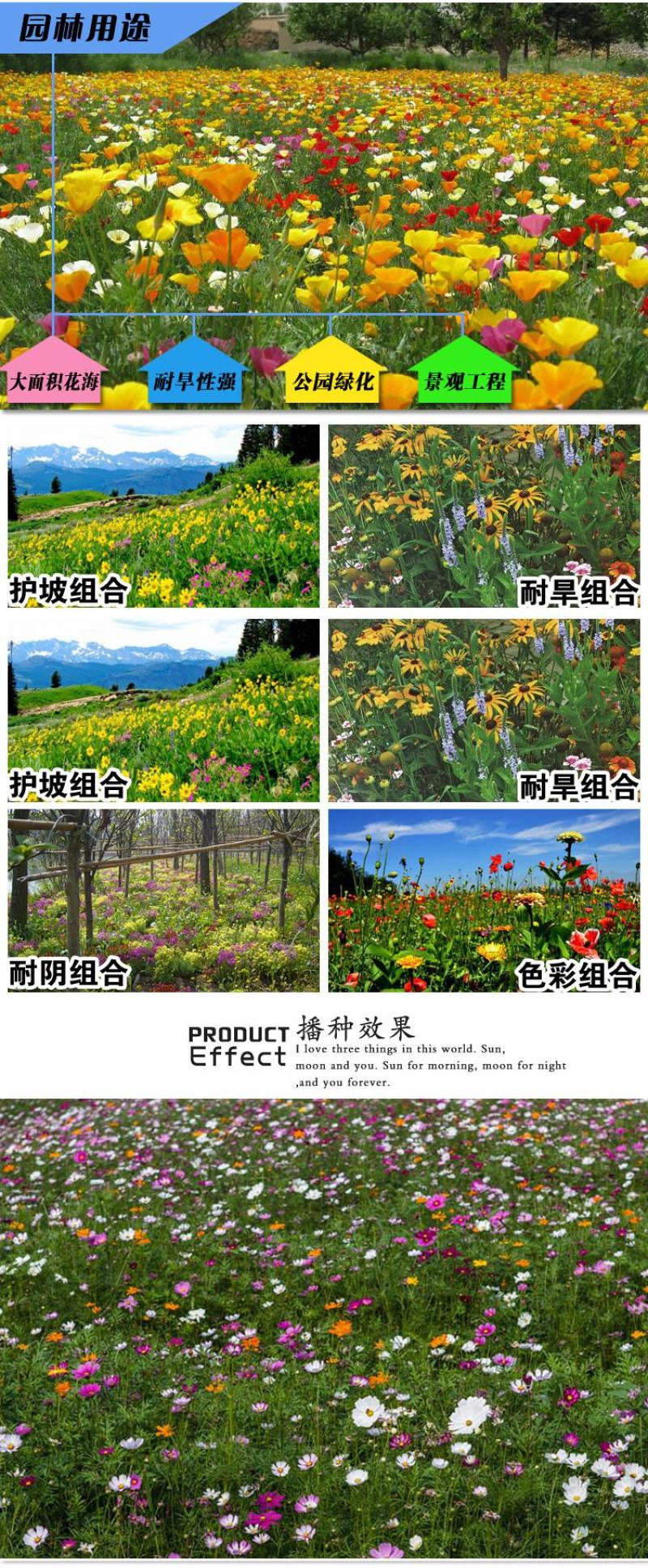 野花组合花卉种子多种花卉种子组合开花早花期长颜色艳丽