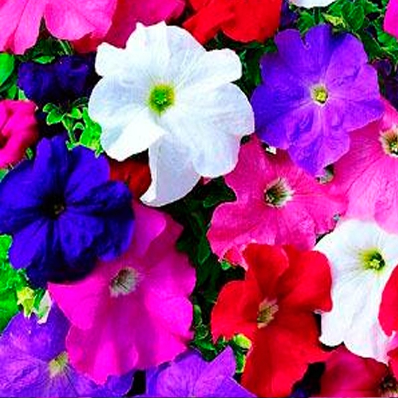 矮牵牛花种子公园路边绿化花卉种子易活盆栽花卉庭院种植