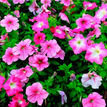 矮牵牛花种子公园路边绿化花卉种子易活盆栽花卉庭院种植