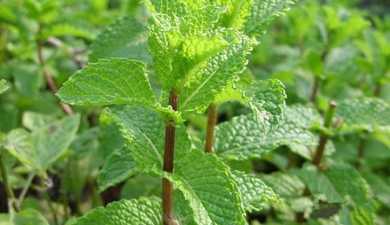 薄荷种子四季种易活驱蚊花种籽室内食用盆栽花卉绿化植物