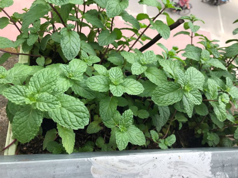 薄荷种子四季种易活驱蚊花种籽室内食用盆栽花卉绿化植物