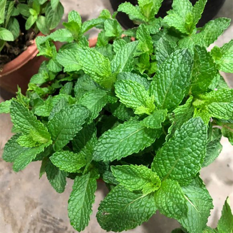 薄荷种子四季种易活驱蚊花种籽室内食用盆栽花卉绿化植物