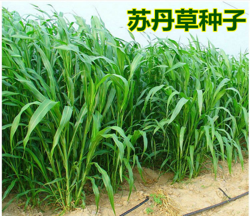 进口苏丹草种子养殖喂鱼的牧草种子喂养猪牛羊马草籽