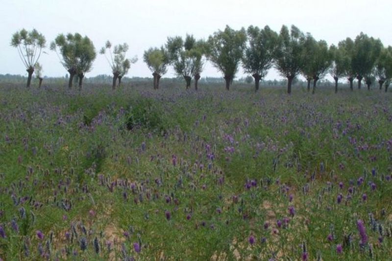 沙打旺种子多年生牧草种籽绿肥种籽防沙固土护坡耐寒耐旱