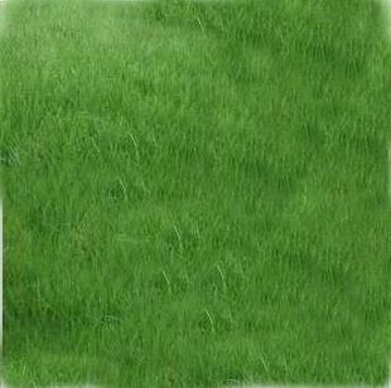 紫羊茅草籽草坪种子孑护坡绿化专用耐寒耐践踏庭院林下观赏草