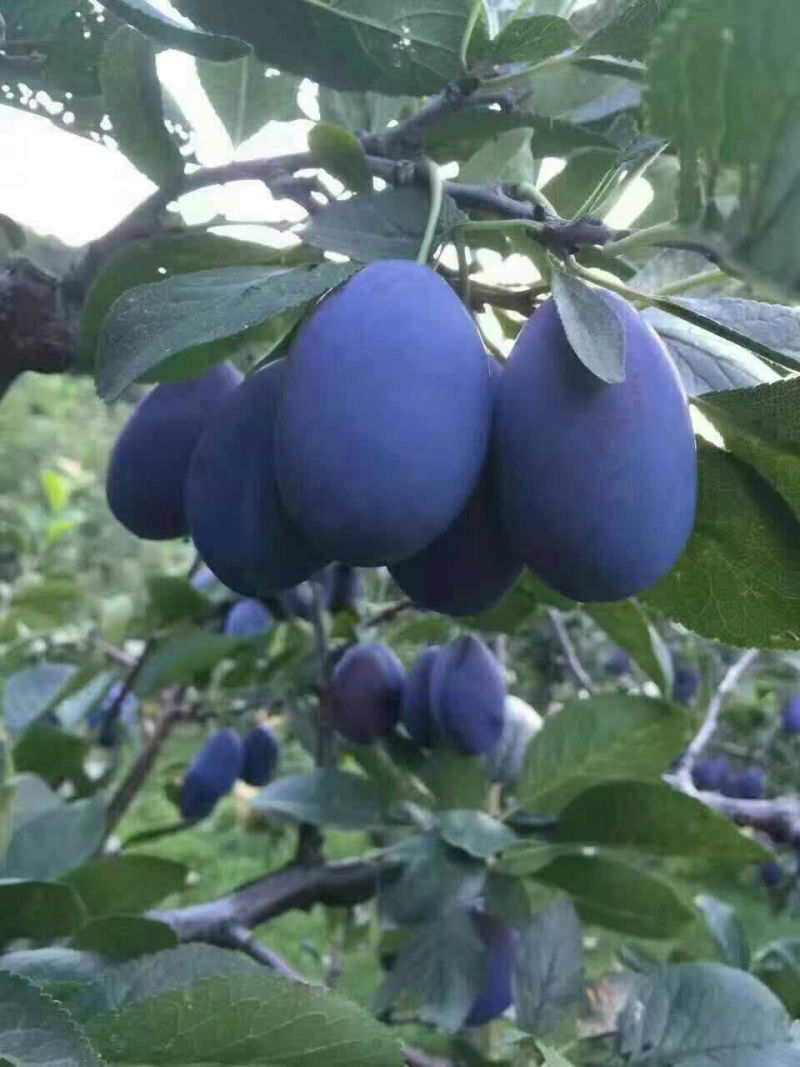 大果型西梅李子树苗，可以视频看货，支持线上保障交易