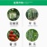 先正达阿米西达嘧菌酯黄瓜黑星病炭疽病番茄杀菌剂进口药