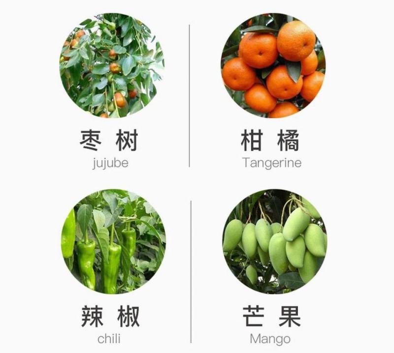 先正达阿米西达嘧菌酯黄瓜黑星病炭疽病番茄杀菌剂进口药