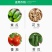 先正达好迪施75%百菌清黄瓜早疫叶斑病霜霉杀菌剂进口药