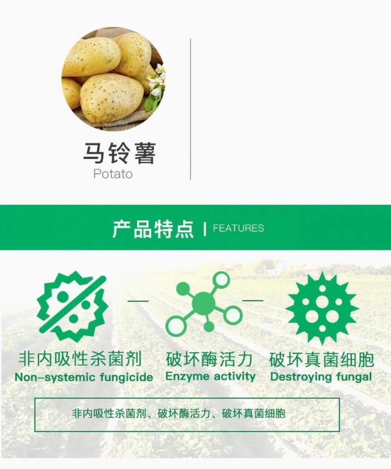 先正达好迪施75%百菌清黄瓜早疫叶斑病霜霉杀菌剂进口药