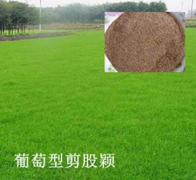 剪股颖不修剪草坪草皮种子庭高尔夫球场庭院高档草坪种子