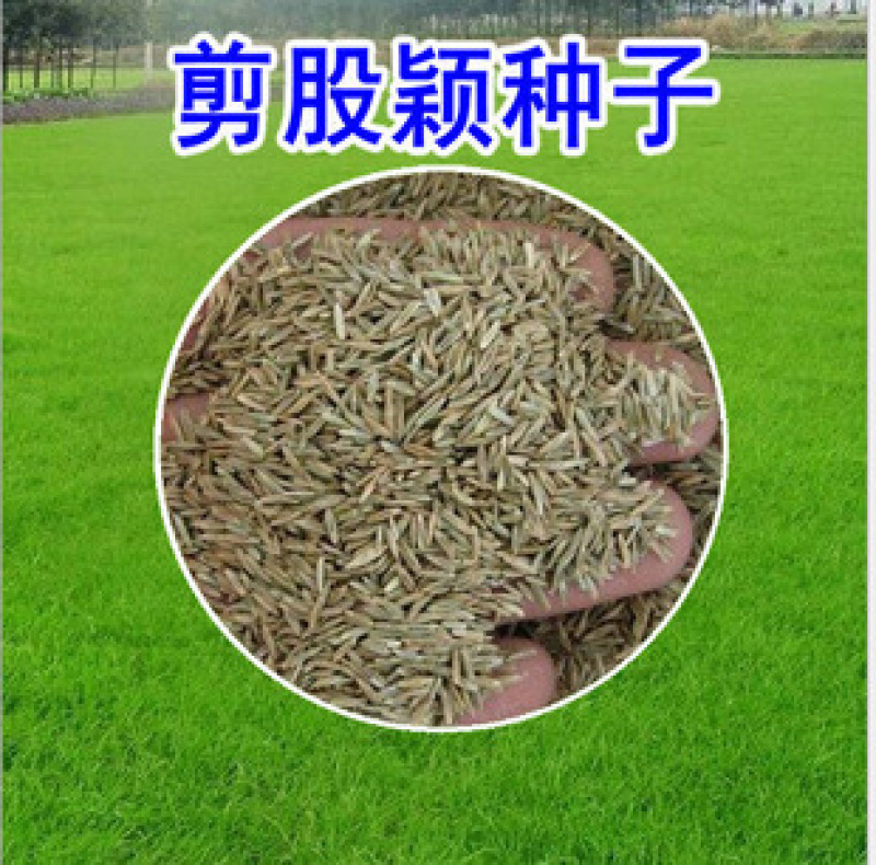 剪股颖不修剪草坪草皮种子庭高尔夫球场庭院高档草坪种子