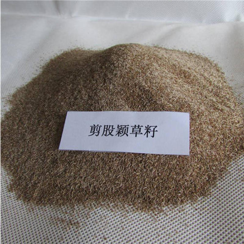 剪股颖不修剪草坪草皮种子庭高尔夫球场庭院高档草坪种子
