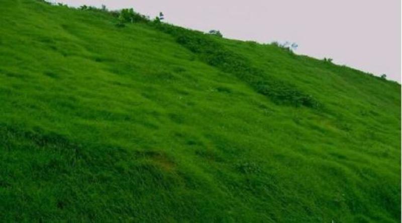 绿化草籽混播籽草坪籽别墅地毯草皮种孑耐寒四季青护坡