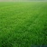 绿化草籽混播籽草坪籽别墅地毯草皮种孑耐寒四季青护坡