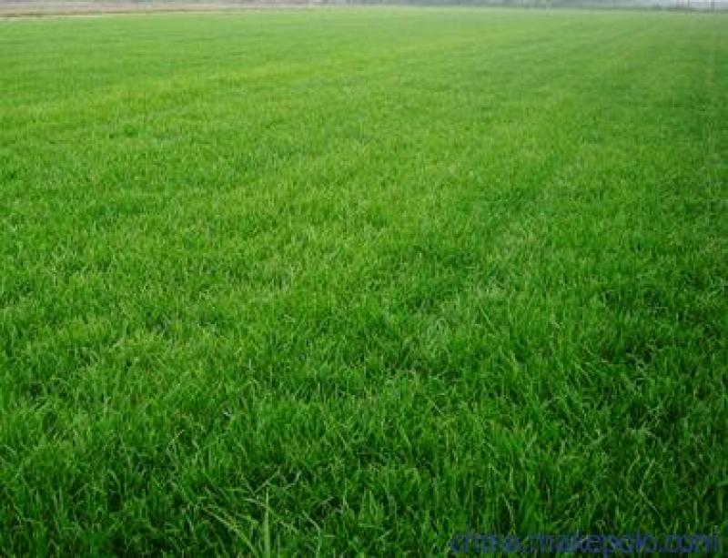 绿化草籽混播籽草坪籽别墅地毯草皮种孑耐寒四季青护坡