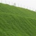 绿化草籽混播籽草坪籽别墅地毯草皮种孑耐寒四季青护坡