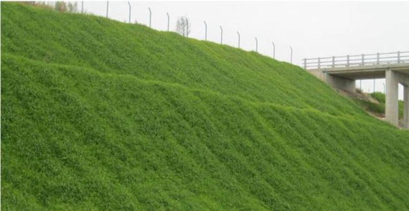 绿化草籽混播籽草坪籽别墅地毯草皮种孑耐寒四季青护坡
