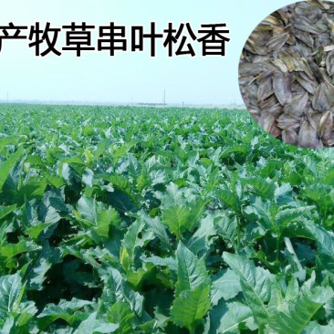 高产串叶松香草种子多年生猪牛羊鹅畜禽牧草籽营养丰富适口