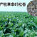 高产串叶松香草种子多年生猪牛羊鹅畜禽牧草籽营养丰富适口