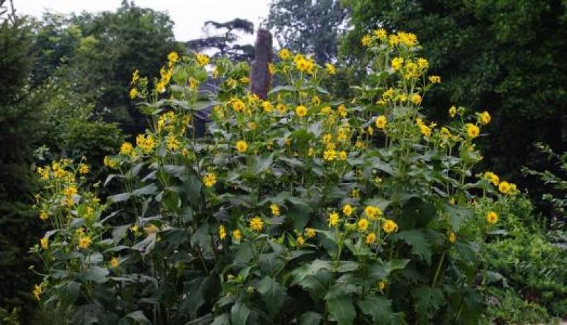 高产串叶松香草种子多年生猪牛羊鹅畜禽牧草籽营养丰富适口