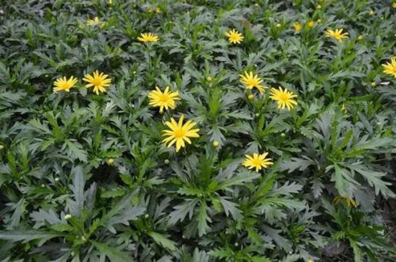 高产串叶松香草种子多年生猪牛羊鹅畜禽牧草籽营养丰富适口