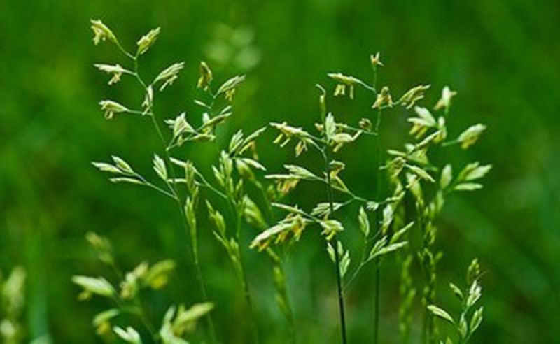 碱茅草种子碱茅草籽耐旱耐盐碱草籽耐寒多年生四季牧草