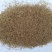 碱茅草种子碱茅草籽耐旱耐盐碱草籽耐寒多年生四季牧草