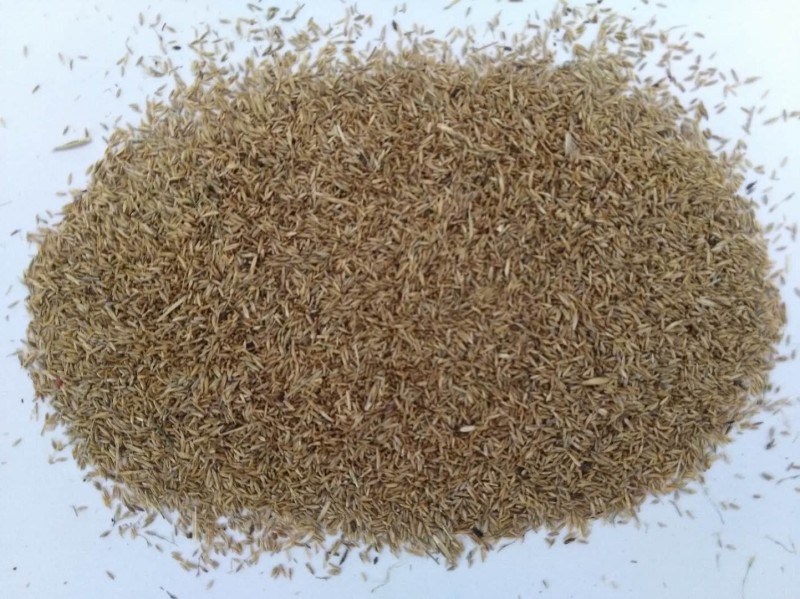 碱茅草种子碱茅草籽耐旱耐盐碱草籽耐寒多年生四季牧草