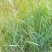 碱茅草种子碱茅草籽耐旱耐盐碱草籽耐寒多年生四季牧草