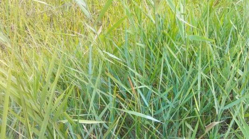 碱茅草种子碱茅草籽耐旱耐盐碱草籽耐寒多年生四季牧草