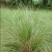 优质草坪种子弯叶画眉草种子护坡草坪耐寒耐旱性很强耐炎