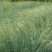 优质草坪种子弯叶画眉草种子护坡草坪耐寒耐旱性很强耐炎