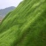 优质草坪种子弯叶画眉草种子护坡草坪耐寒耐旱性很强耐炎