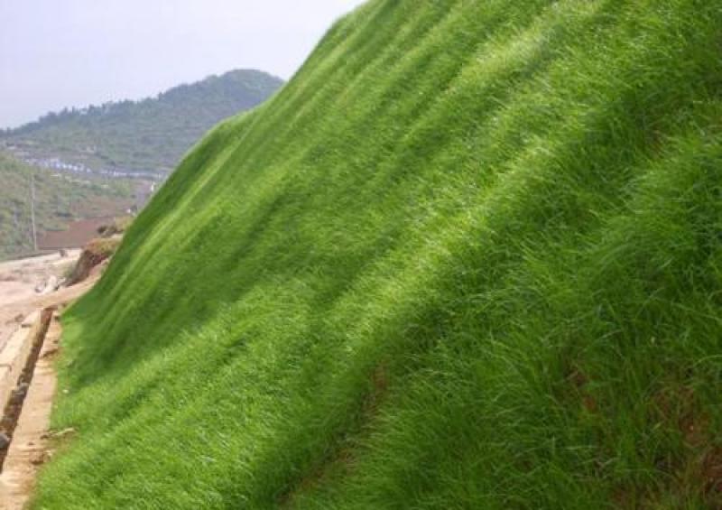 优质草坪种子弯叶画眉草种子护坡草坪耐寒耐旱性很强耐炎
